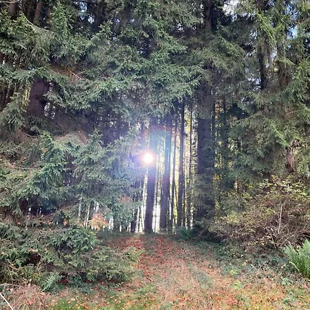 Am Wald Friesenried